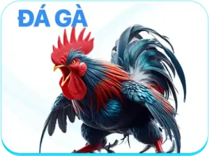 đá gà vz99glass